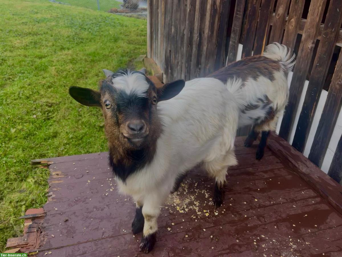 Bild 4: 2 junge Zwergziegen, männlich, sehr zutraulich