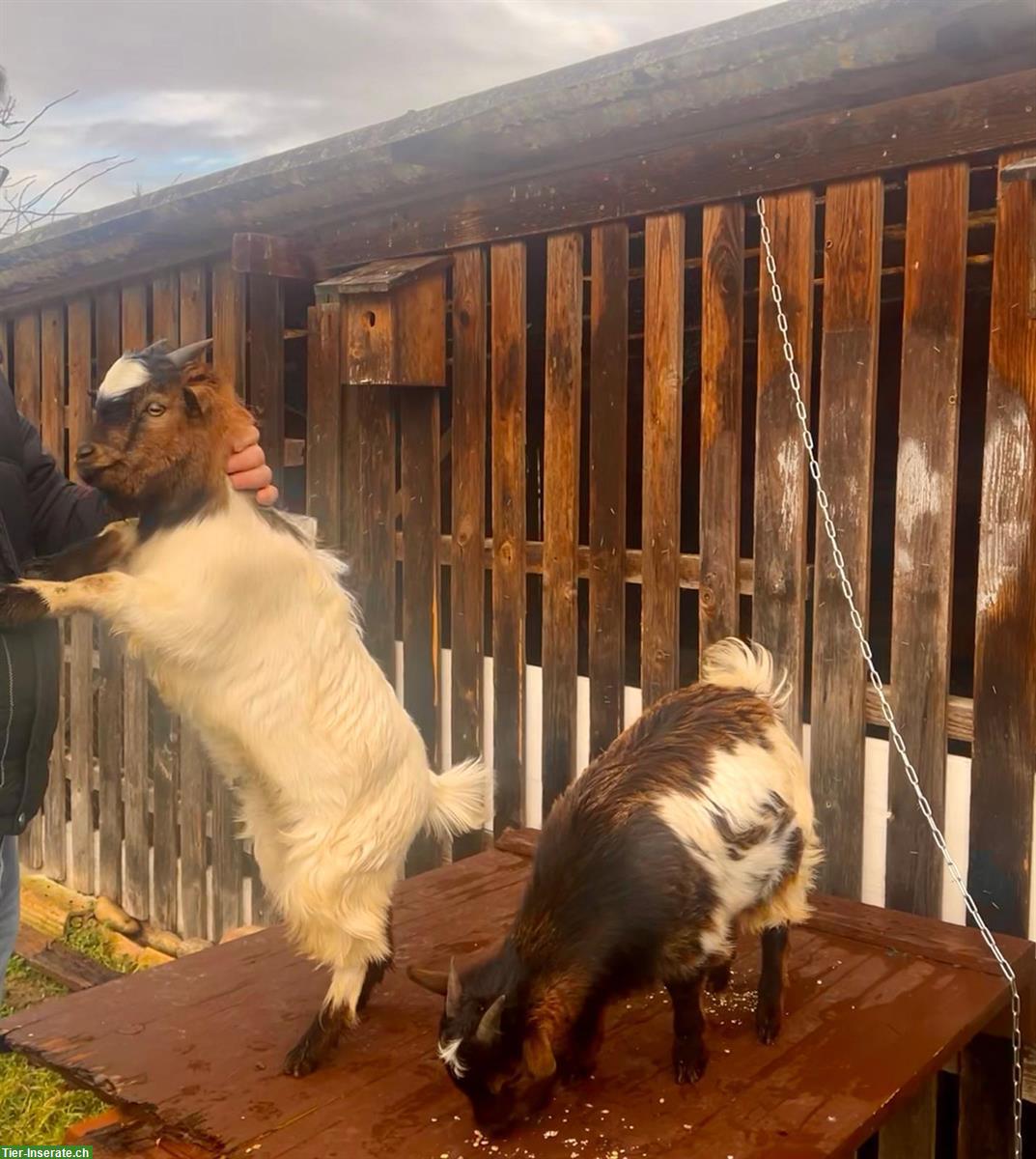 Bild 5: 2 junge Zwergziegen, männlich, sehr zutraulich