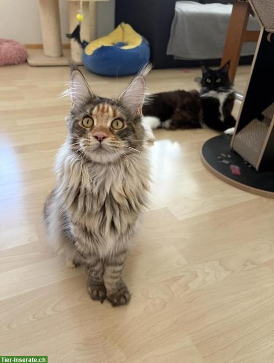 Maine Coon Kätzin, reinrassig aus Zucht