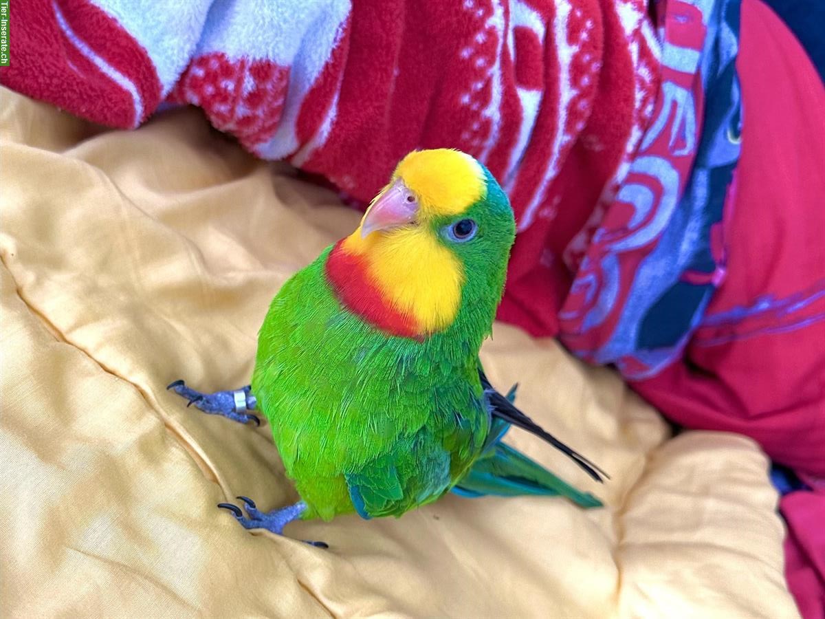 Australischer Sittich mit Käfig und Zubehör