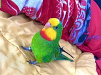 Australischer Sittich mit Käfig und Zubehör