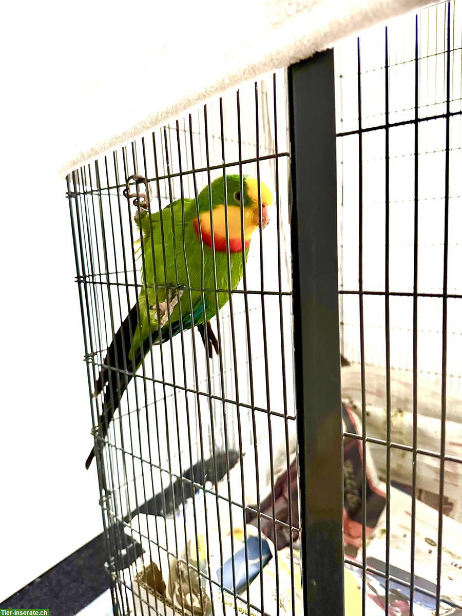 Bild 2: Australischer Sittich mit Käfig und Zubehör