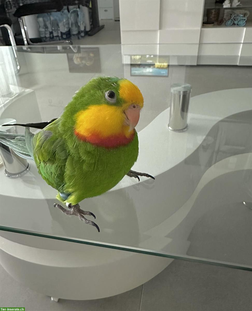 Bild 3: Australischer Sittich mit Käfig und Zubehör