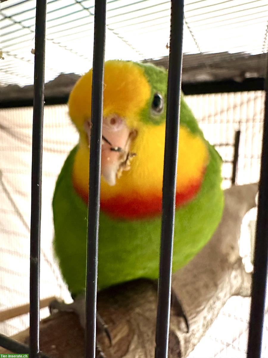 Bild 4: Australischer Sittich mit Käfig und Zubehör