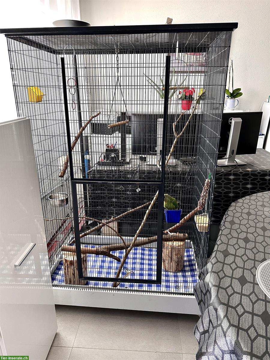 Bild 5: Australischer Sittich mit Käfig und Zubehör