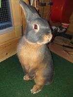 Blau Loh Kaninchen zu verkaufen