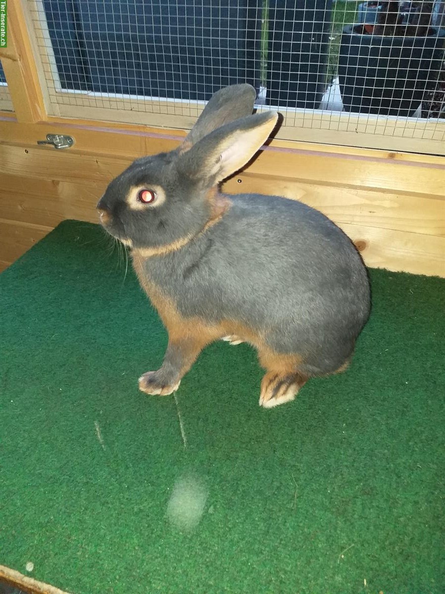 Bild 2: Blau Loh Kaninchen zu verkaufen