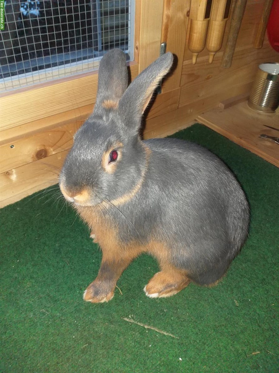 Bild 3: Blau Loh Kaninchen zu verkaufen