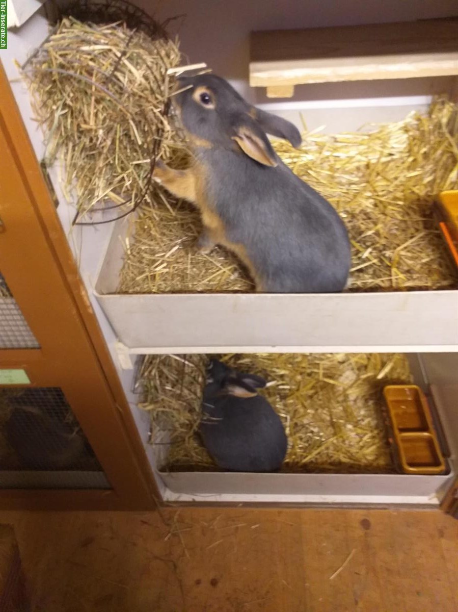 Bild 4: Blau Loh Kaninchen zu verkaufen