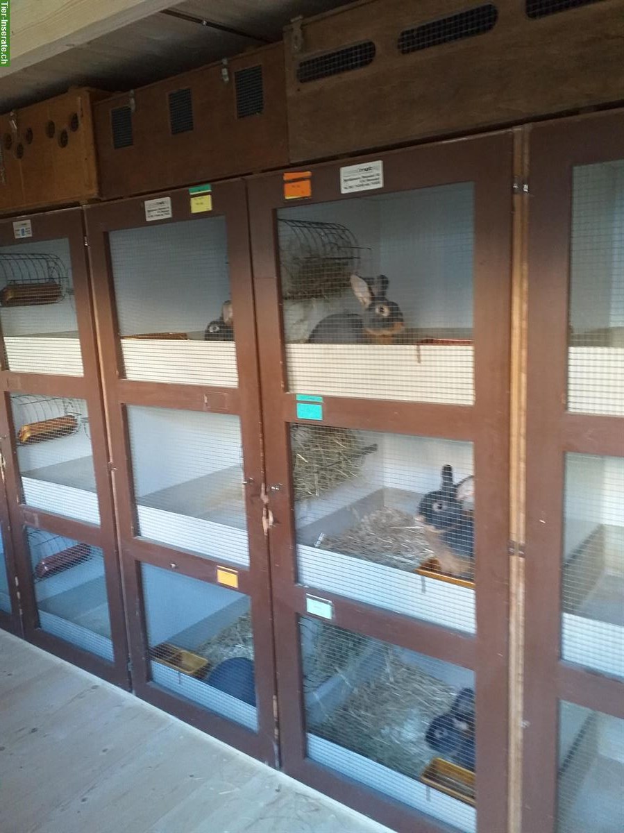 Bild 5: Blau Loh Kaninchen zu verkaufen