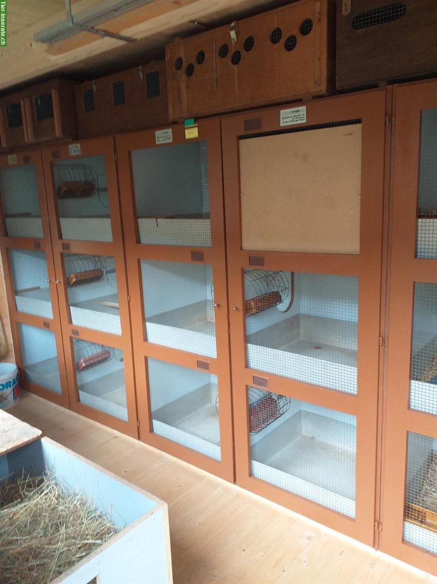 Bild 6: Blau Loh Kaninchen zu verkaufen