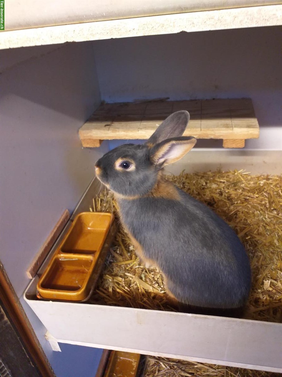 Bild 7: Blau Loh Kaninchen zu verkaufen