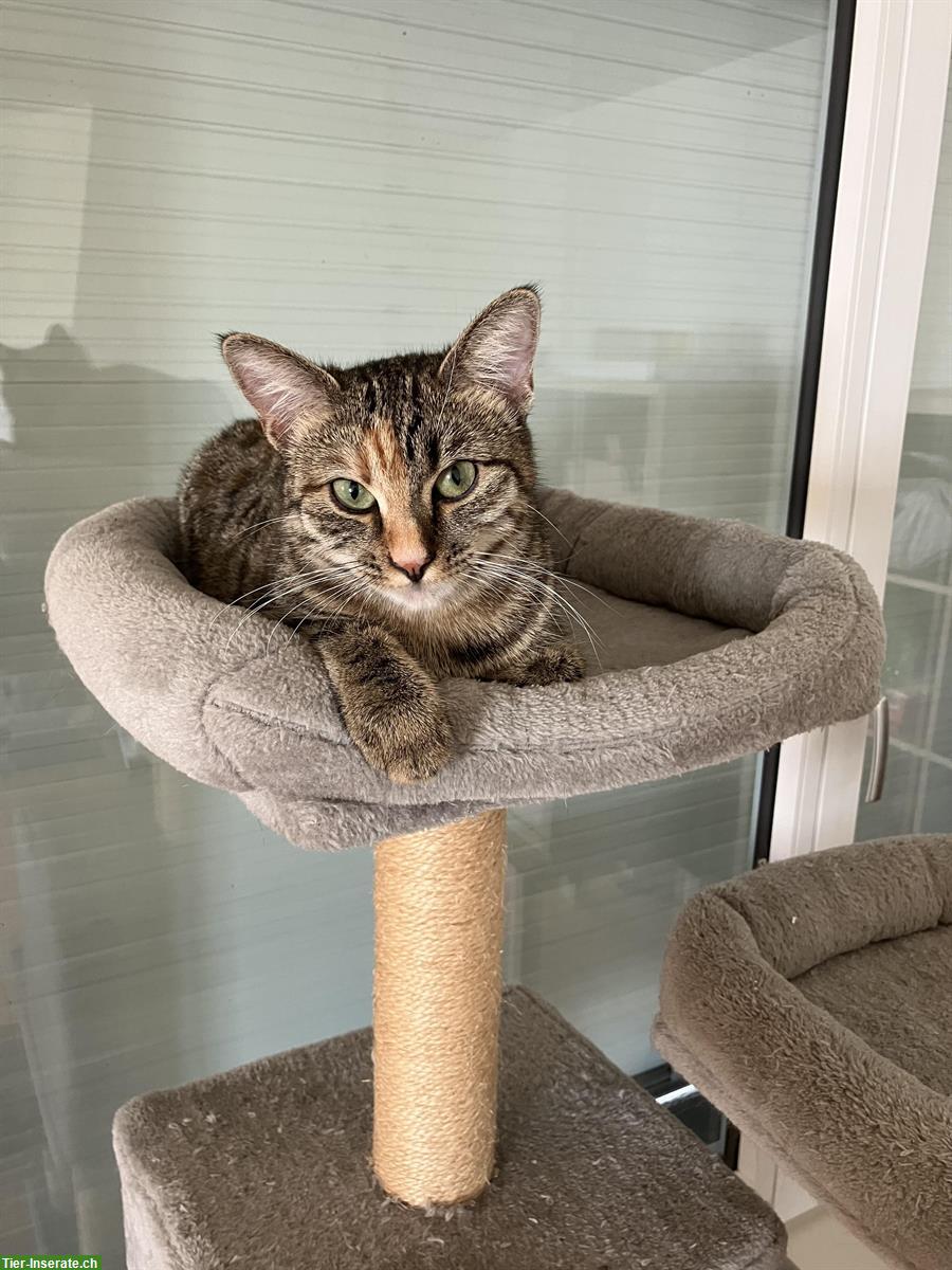 Haus- oder Bauernhofkater als Deckkater gesucht