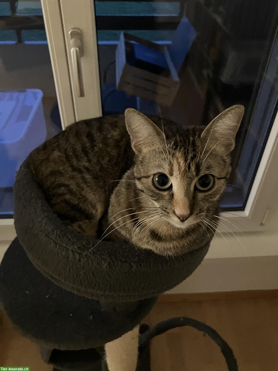 Bild 2: Haus- oder Bauernhofkater als Deckkater gesucht