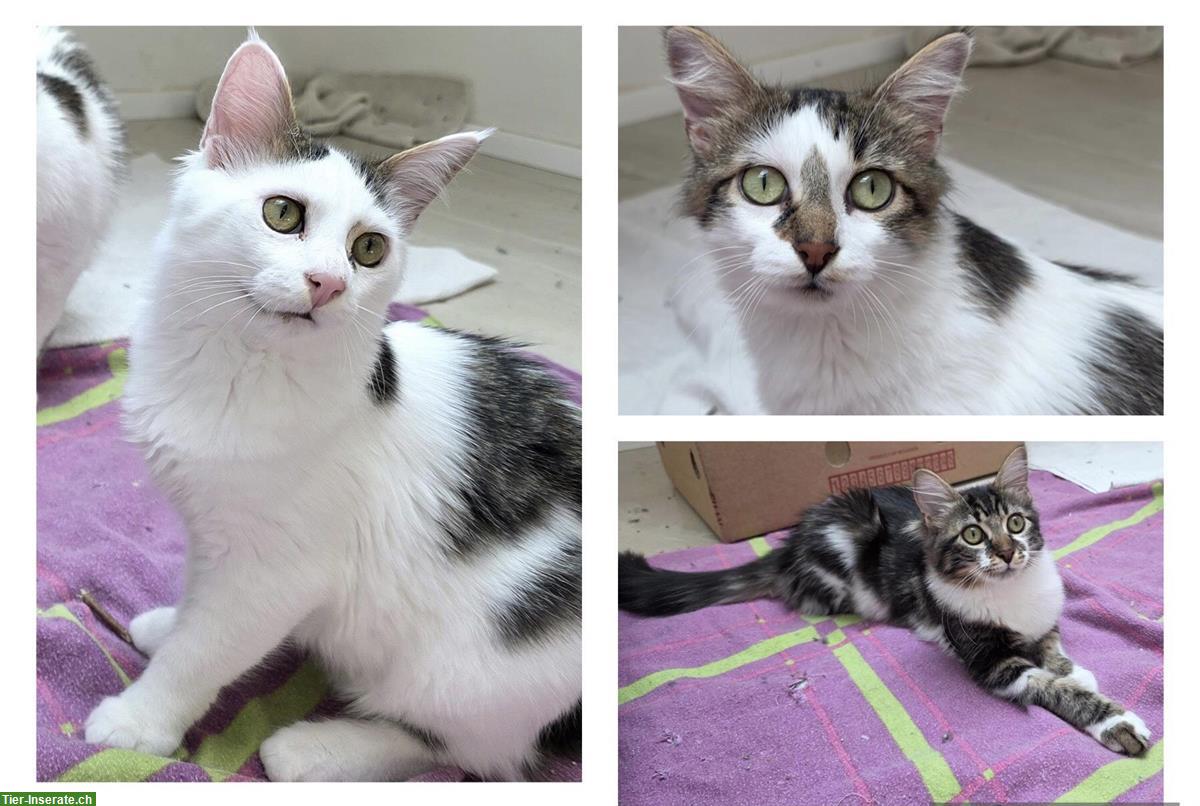 2 Kitten und die Katzenmutter suchen ein Zuhause