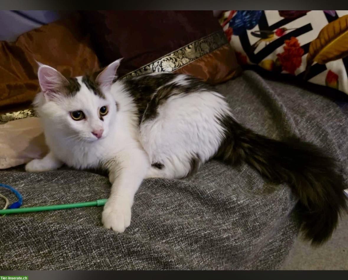 Bild 2: 2 Kitten und die Katzenmutter suchen ein Zuhause