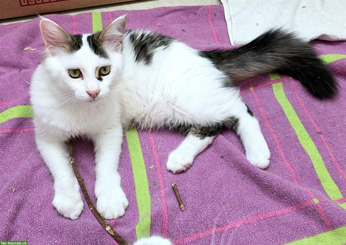 Bild 3: 2 Kitten und die Katzenmutter suchen ein Zuhause