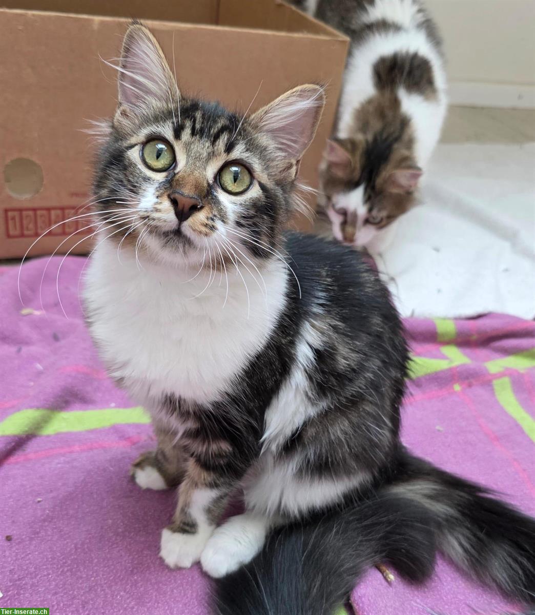 Bild 4: 2 Kitten und die Katzenmutter suchen ein Zuhause