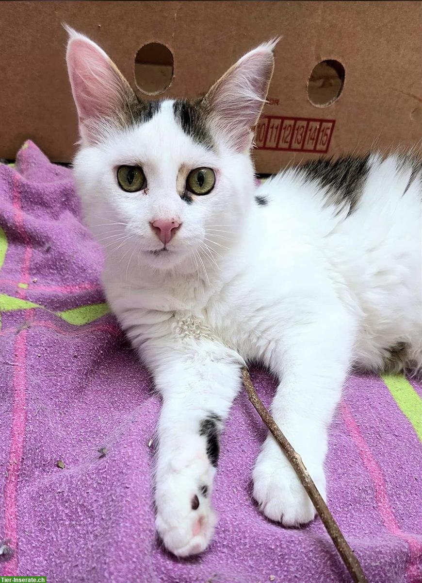 Bild 5: 2 Kitten und die Katzenmutter suchen ein Zuhause