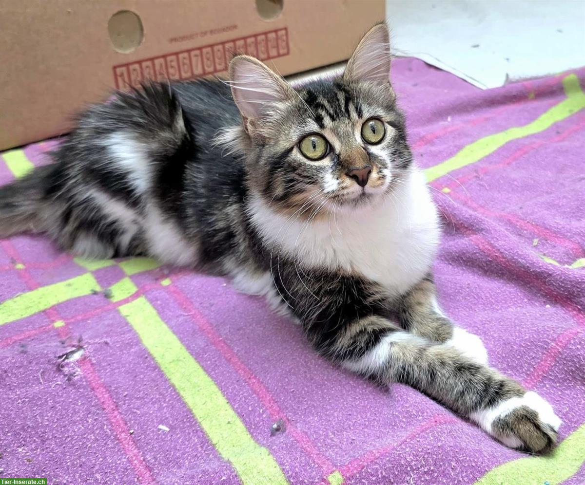 Bild 6: 2 Kitten und die Katzenmutter suchen ein Zuhause