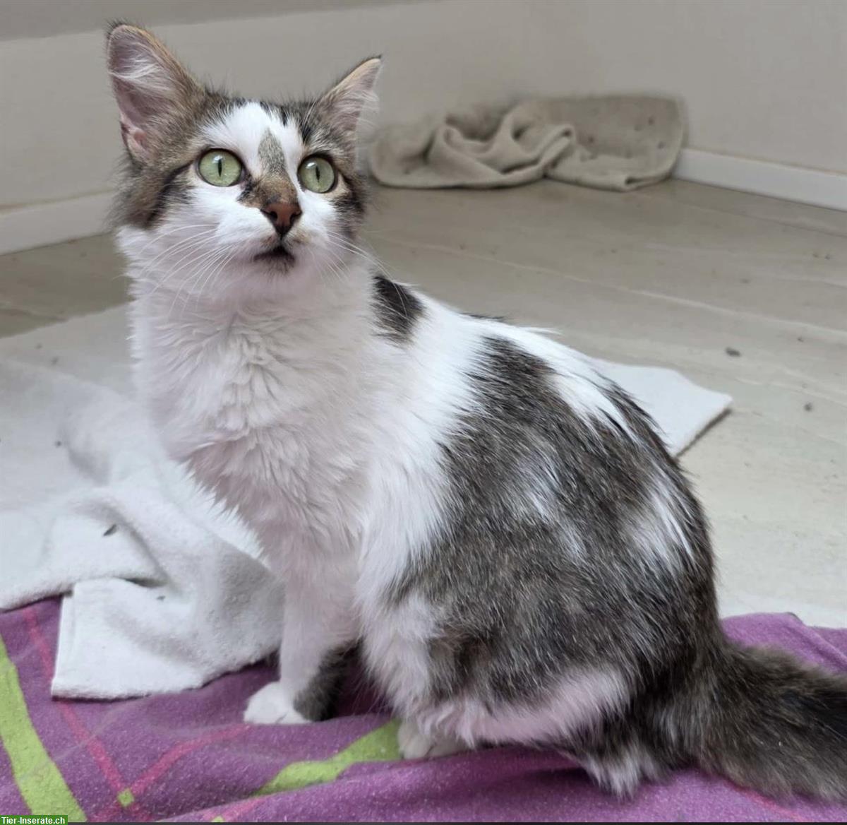 Bild 7: 2 Kitten und die Katzenmutter suchen ein Zuhause