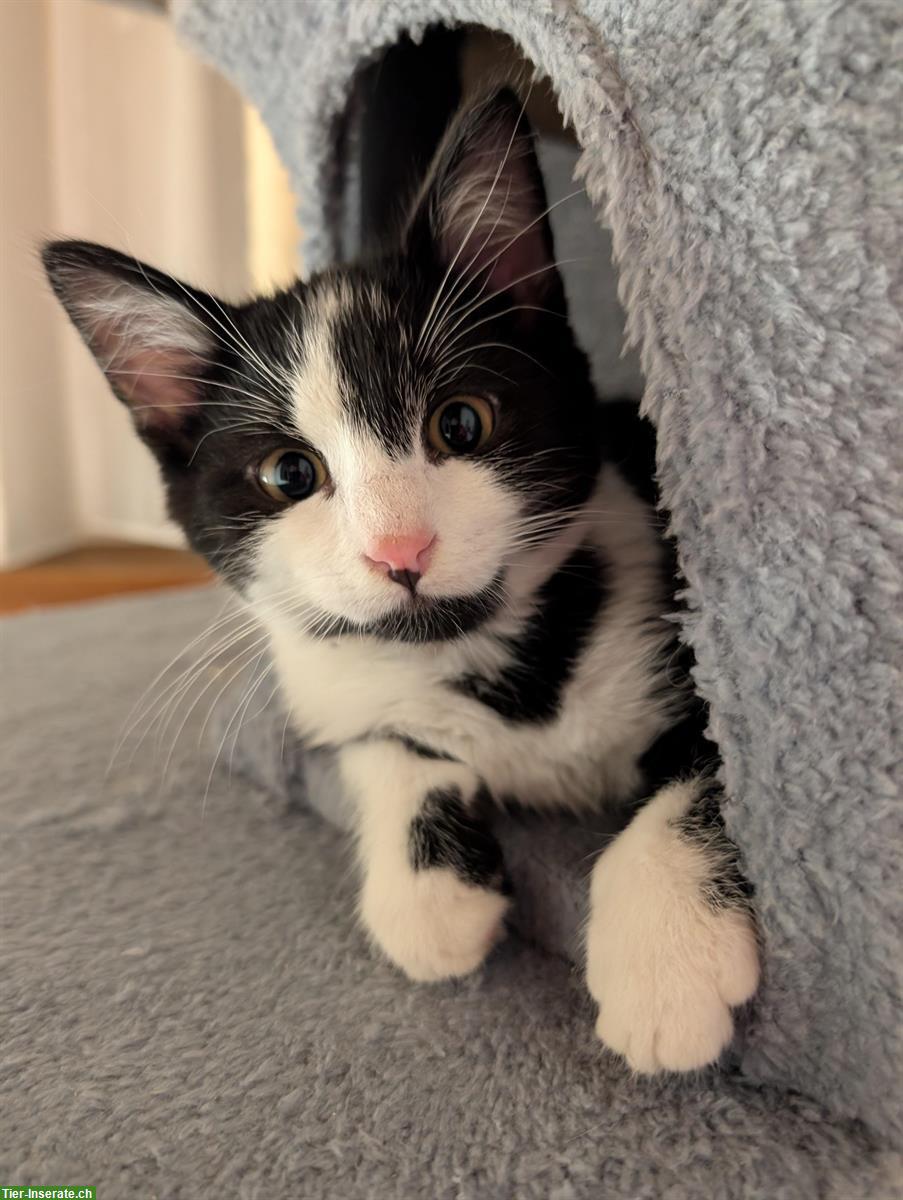 Suchen ein Katzen Gspändli für unser Kater Charly