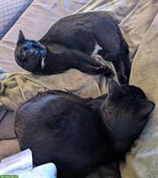 2 schwarze Kater in gute Hände abzugeben, inkl. Zubehör