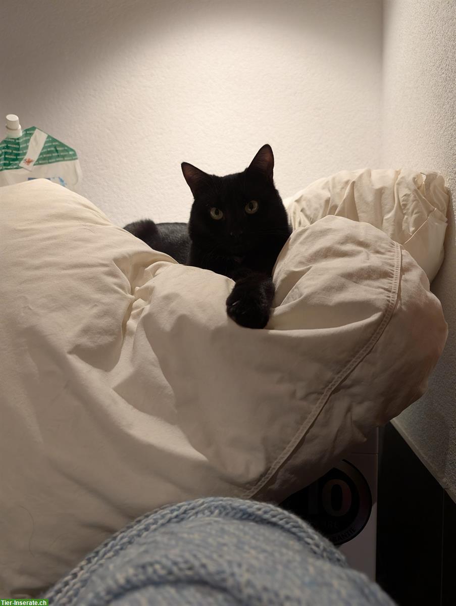 Bild 2: 2 schwarze Kater in gute Hände abzugeben, inkl. Zubehör