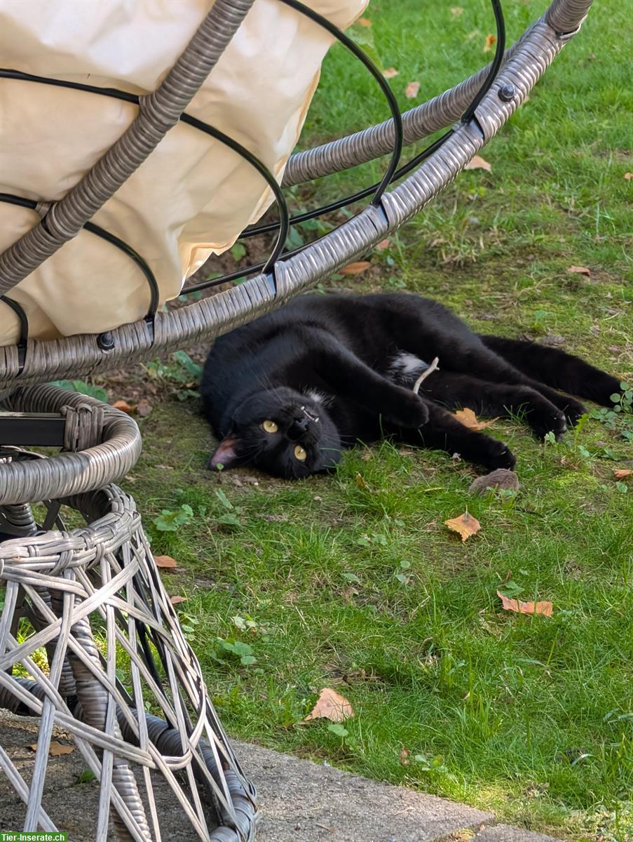 Bild 3: 2 schwarze Kater in gute Hände abzugeben, inkl. Zubehör