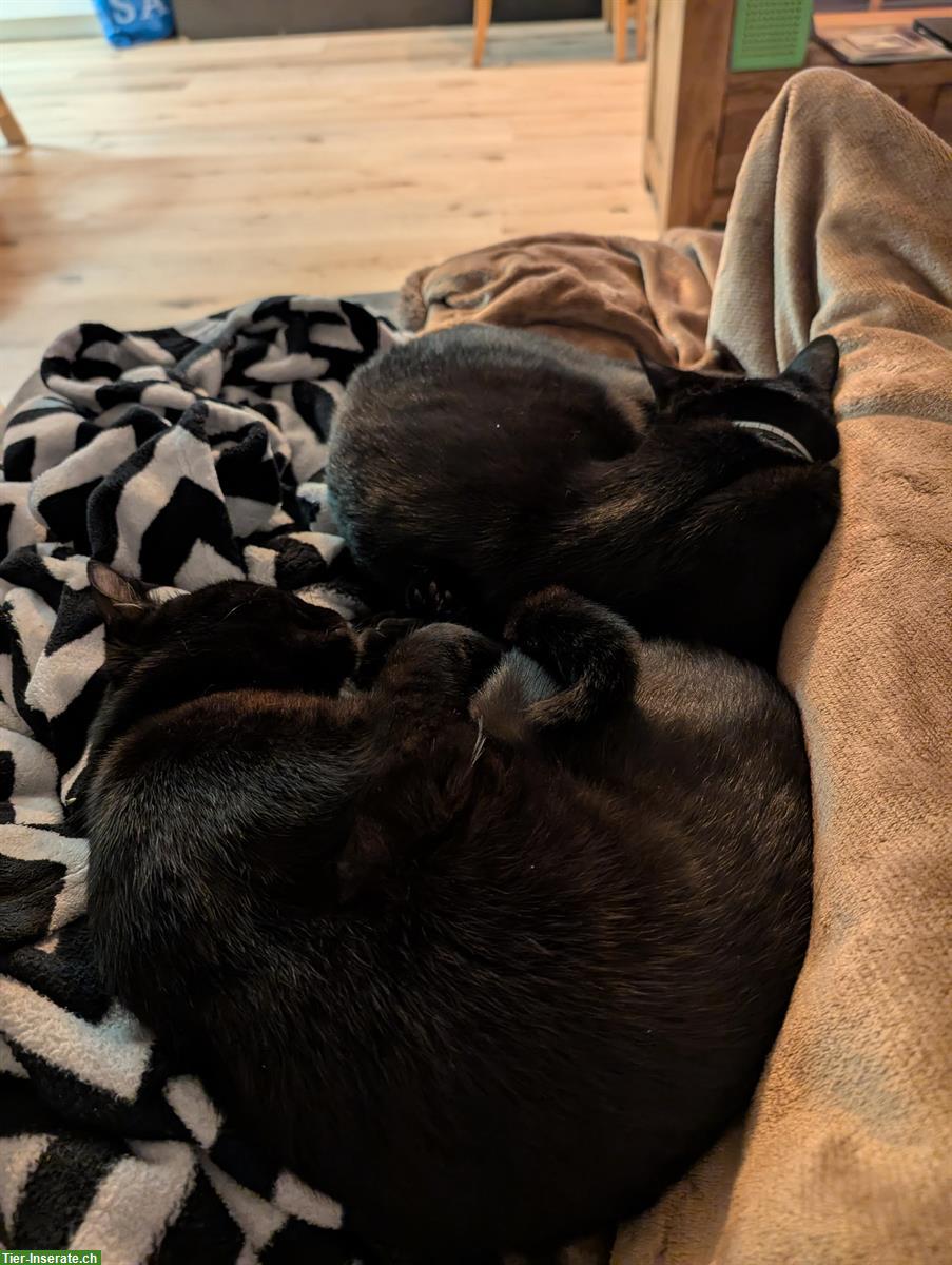 Bild 4: 2 schwarze Kater in gute Hände abzugeben, inkl. Zubehör