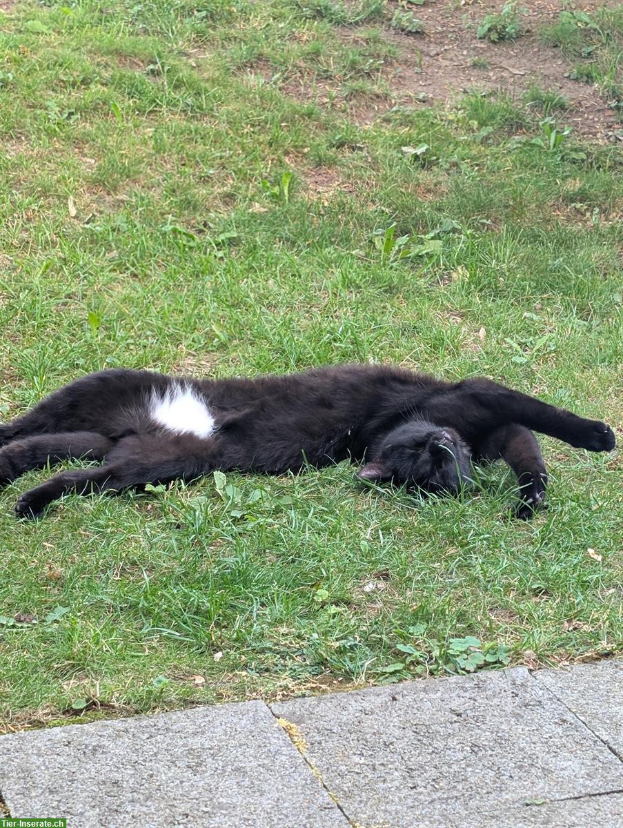 Bild 5: 2 schwarze Kater in gute Hände abzugeben, inkl. Zubehör