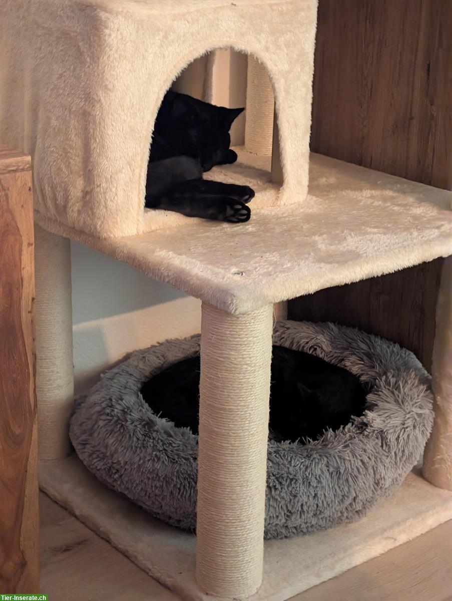 Bild 6: 2 schwarze Kater in gute Hände abzugeben, inkl. Zubehör