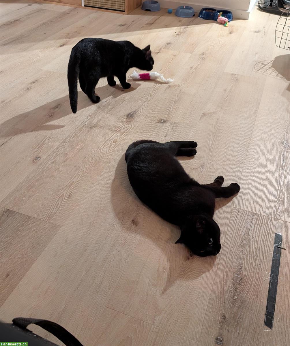 Bild 7: 2 schwarze Kater in gute Hände abzugeben, inkl. Zubehör