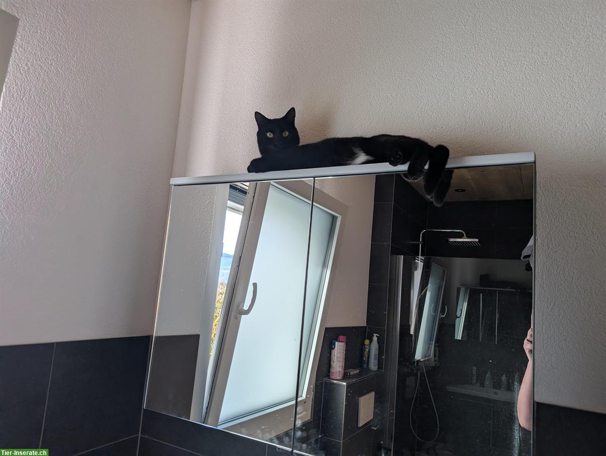 Bild 8: 2 schwarze Kater in gute Hände abzugeben, inkl. Zubehör