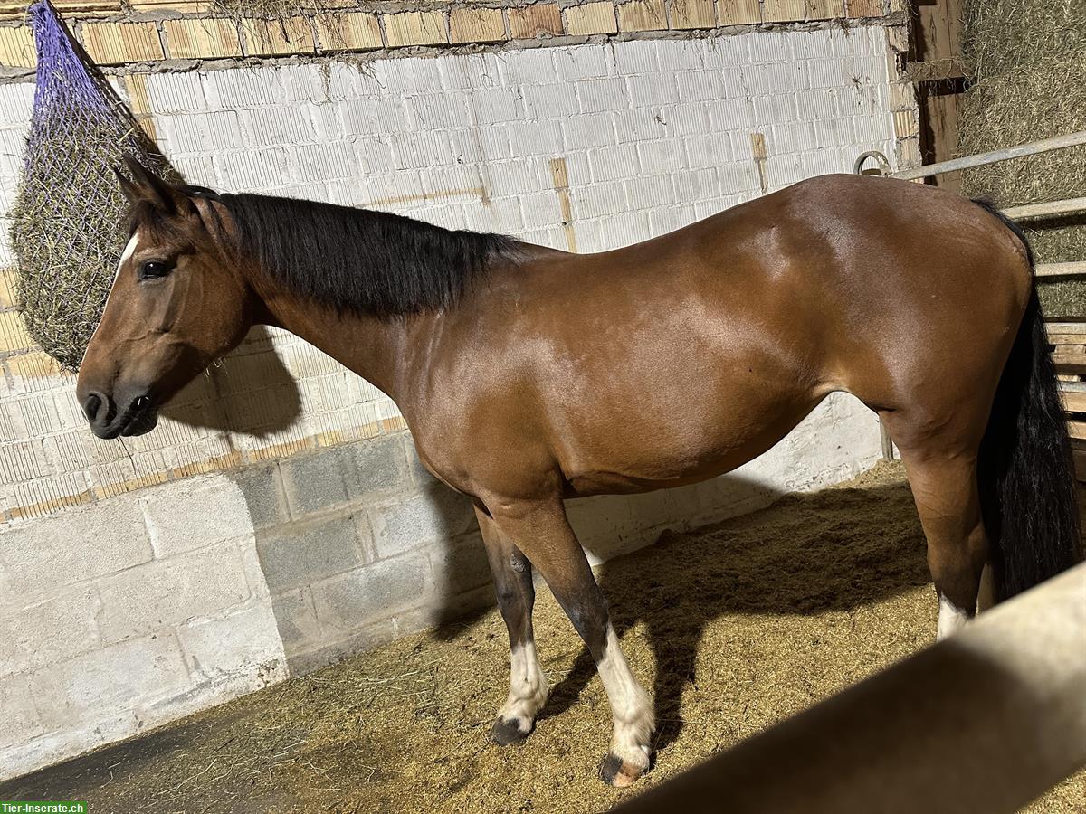 Reitbeteiligung für Stute im Thurgau