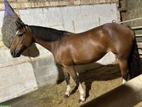 Reitbeteiligung für Stute im Thurgau