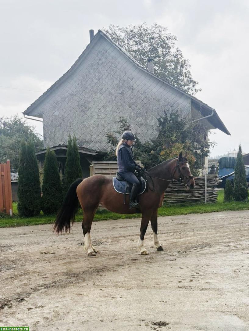 Bild 3: Reitbeteiligung für Stute im Thurgau