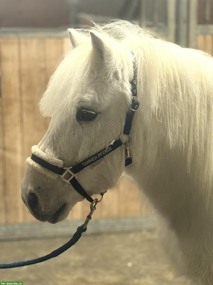 CH Pony Wallach, 15-jährig, 110cm, geritten