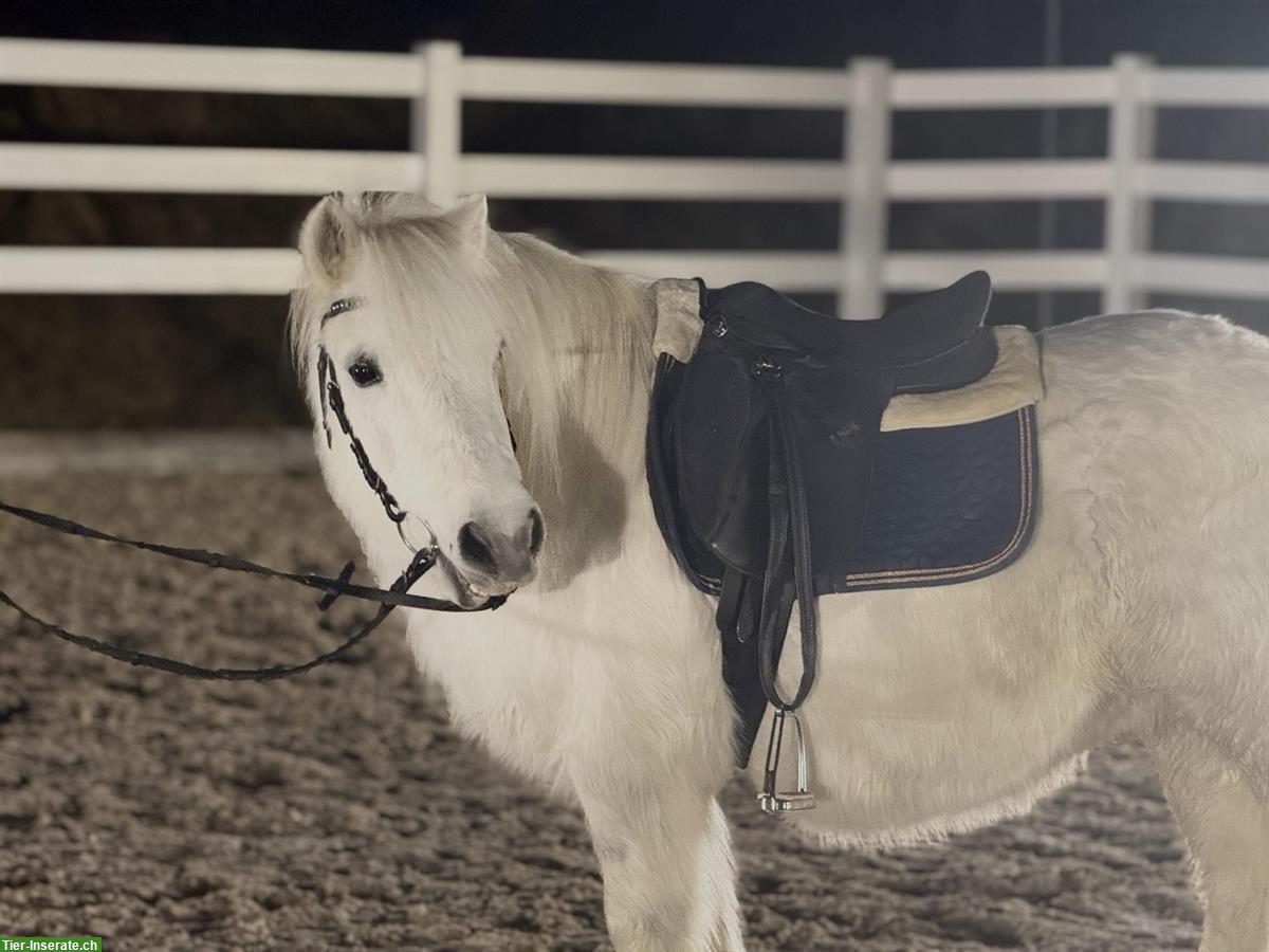 Bild 2: CH Pony Wallach, 15-jährig, 110cm, geritten