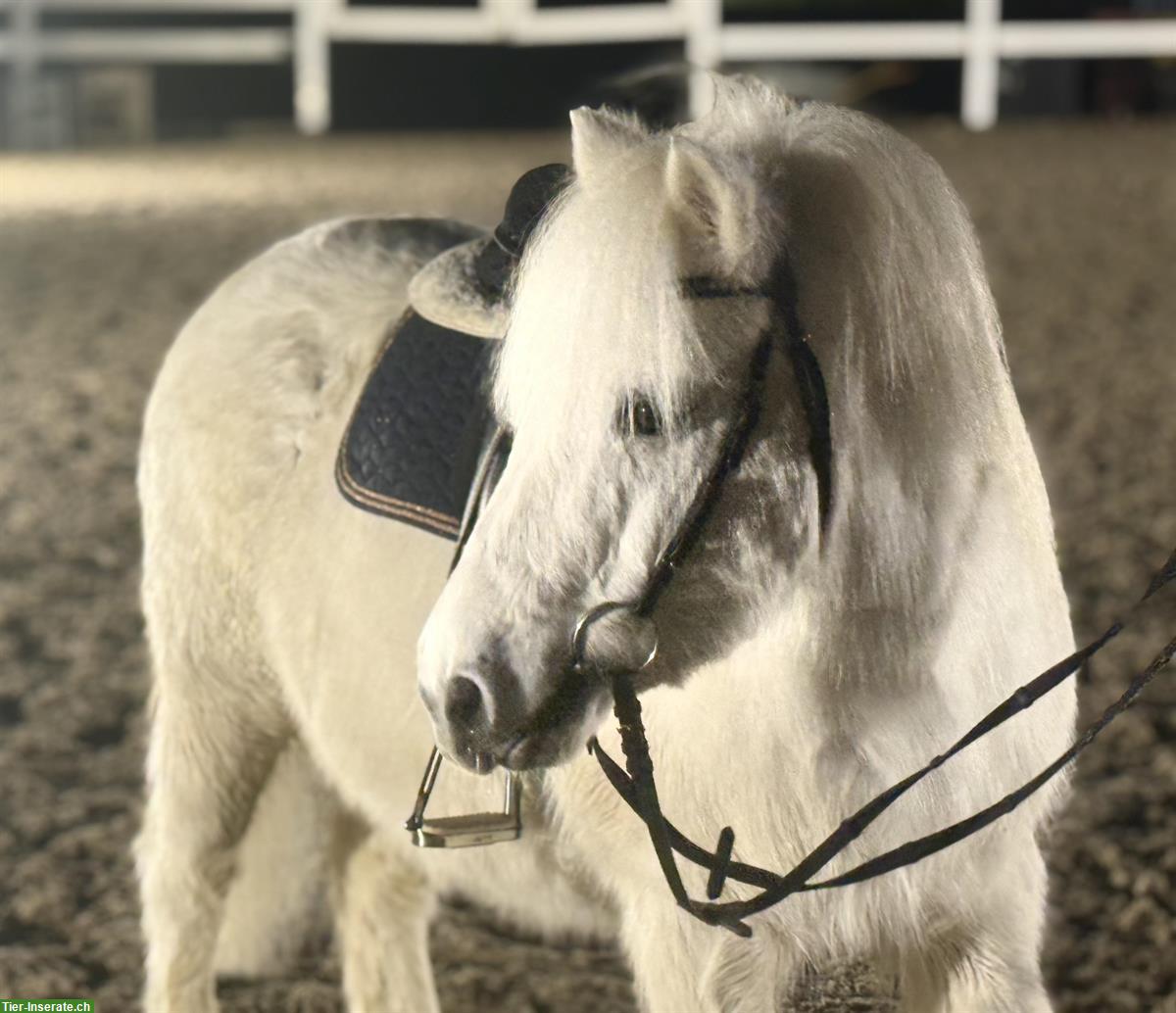 Bild 3: CH Pony Wallach, 15-jährig, 110cm, geritten