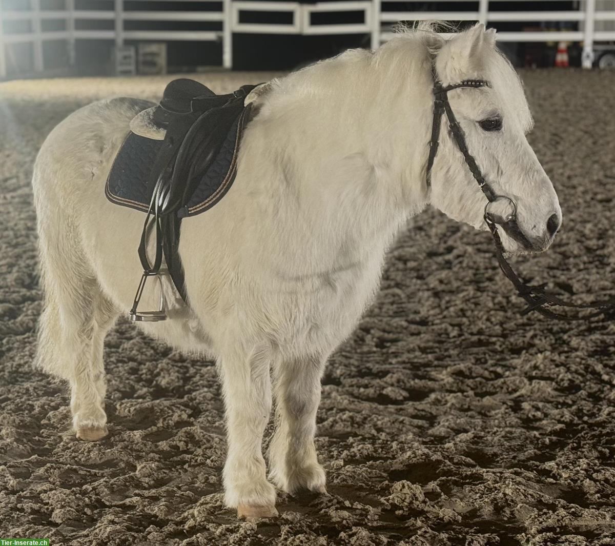 Bild 4: CH Pony Wallach, 15-jährig, 110cm, geritten