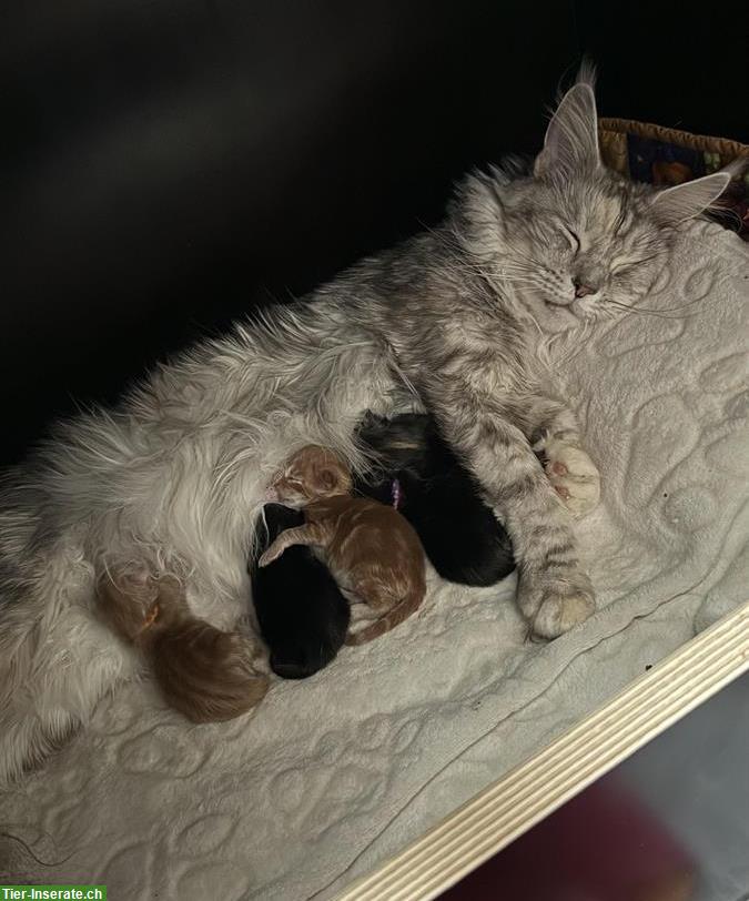 Maine Coon Kitten für Liebhaber mit ganz viel Liebe