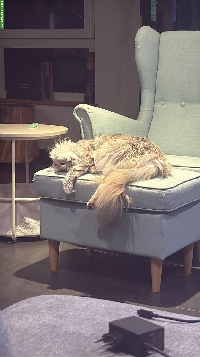 Bild 2: Maine Coon Kitten für Liebhaber mit ganz viel Liebe