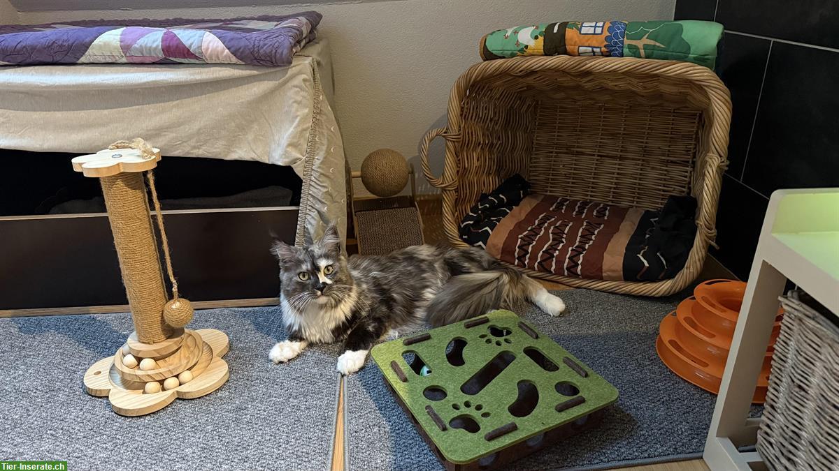 Bild 3: Maine Coon Kitten für Liebhaber mit ganz viel Liebe