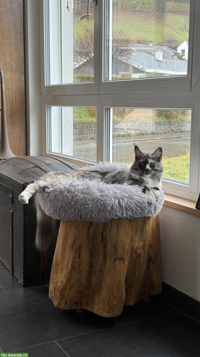 Bild 4: Maine Coon Kitten für Liebhaber mit ganz viel Liebe