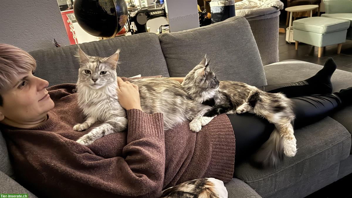 Bild 5: Maine Coon Kitten für Liebhaber mit ganz viel Liebe