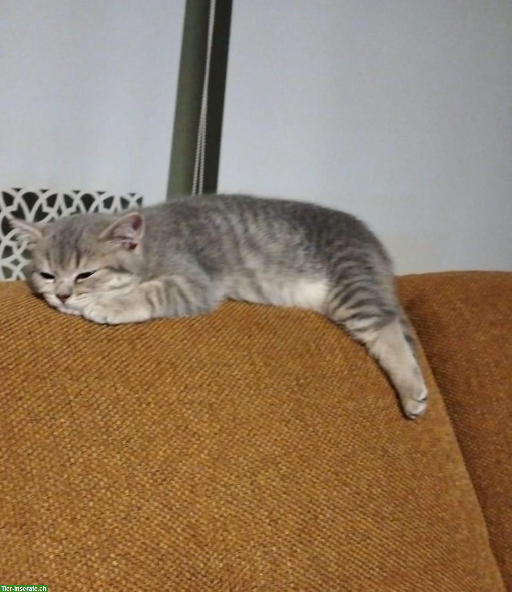 BKH Kätzchen, weiblich sucht neues Zuhause