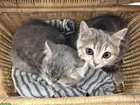 BKH Kätzchen, weiblich sucht neues Zuhause
