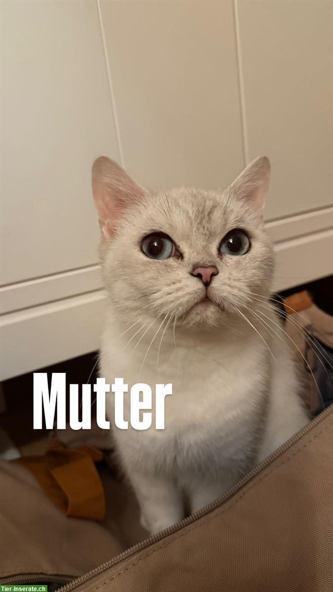 Bild 3: BKH Kätzchen, weiblich sucht neues Zuhause