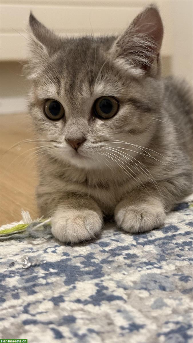 Bild 4: BKH Kätzchen, weiblich sucht neues Zuhause